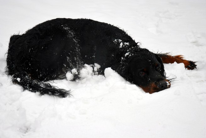 gordon seter zimą DSC_0428