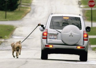 samochod-pies-spacer