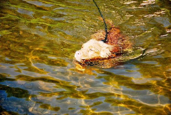 Hix płynie DSC_1183