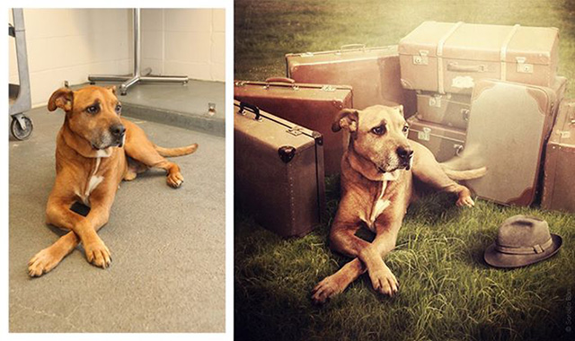 surreal_shelter_dog_photos_Sarolta_Ban_02