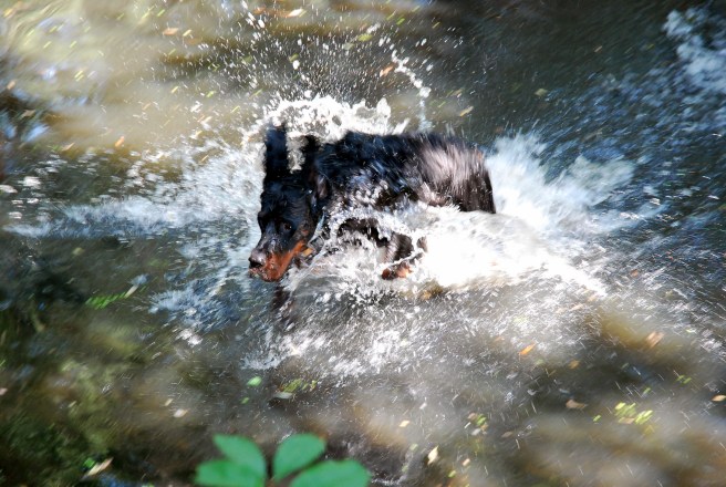 seter szkocki, pies berek