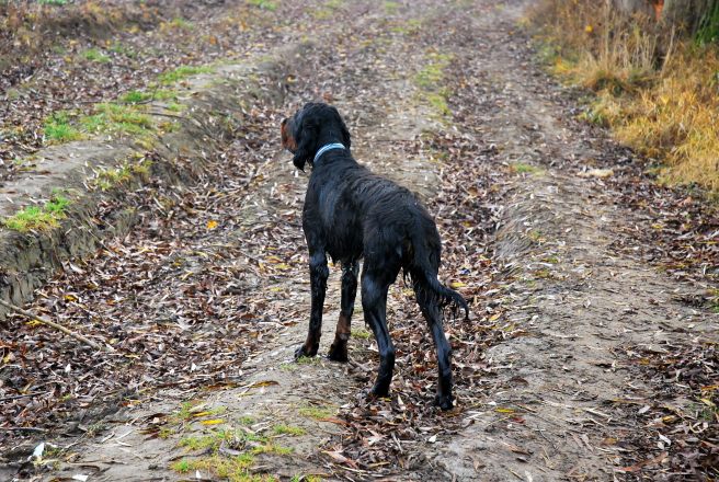seter szkocki gordon