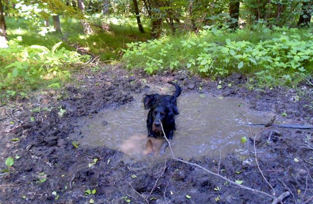 seter, pies w błocie