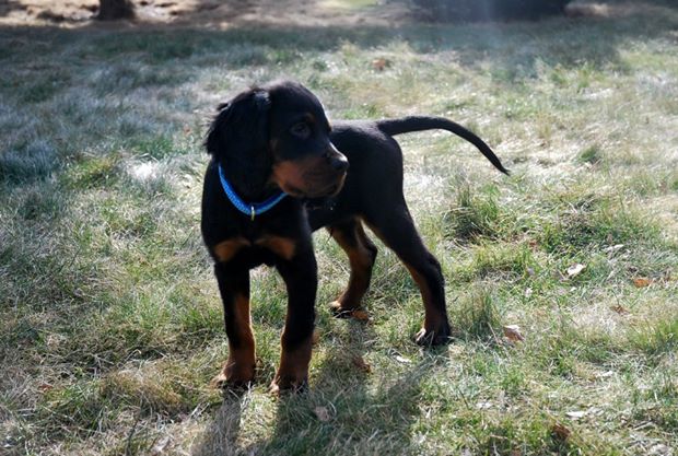 eter szkocki szczeniak