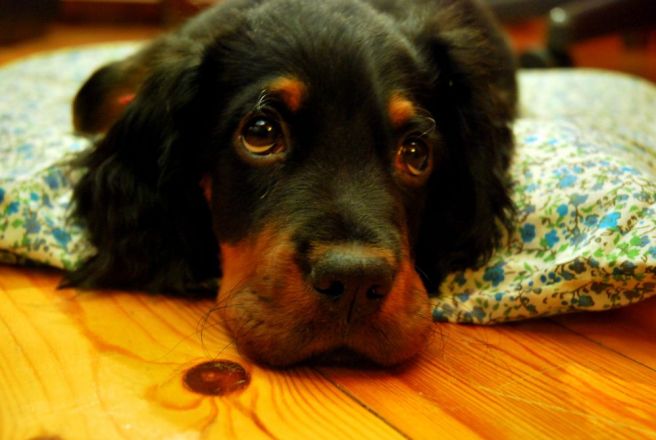 seter szkocki, Berek