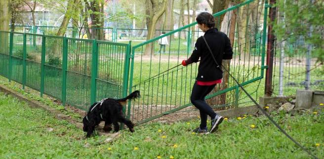 seter gordon tropienie