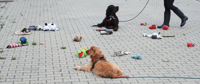 Akademia Psa Pracującego