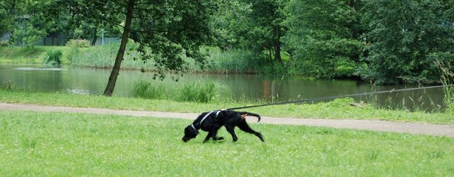 Akademia Psa Pracującego