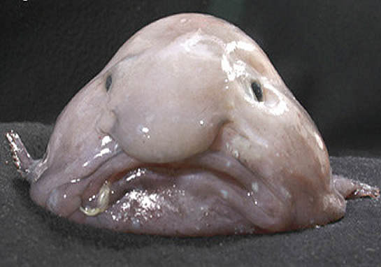 Blobfish_face