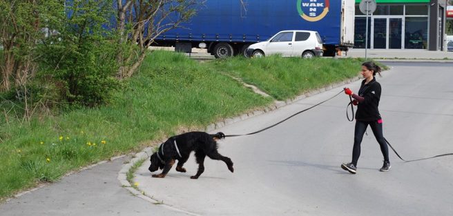 Akademia Psa Pracujacego