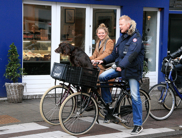 dogs in amsterdam
