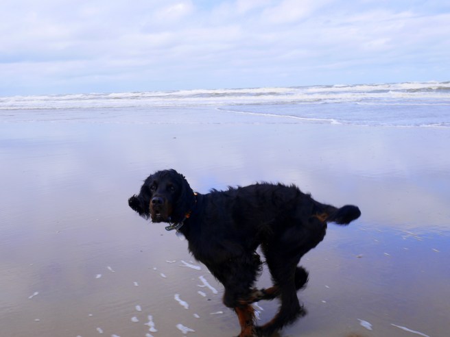 Noordwijk dog beach