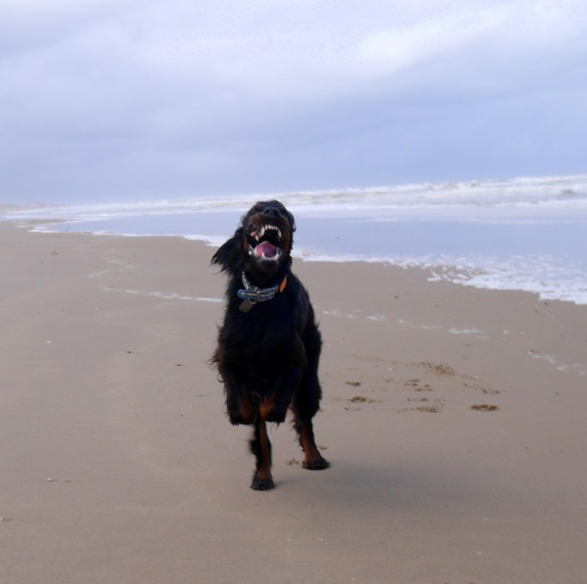 Noordwijk dog beach