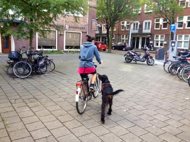 dogs in Amsterdam