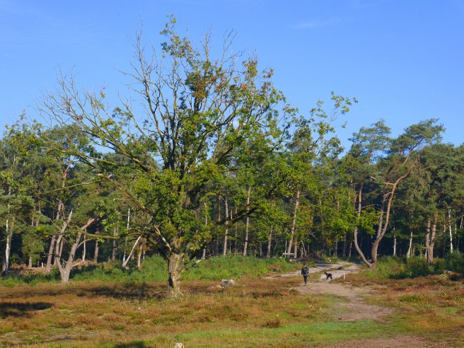 Hoorneboegse Heide