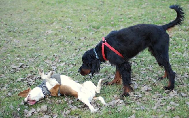 10351842_1089571191075404_6381596964205757639_n