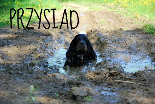 10364100_743884175633465_7638066301722222190_n