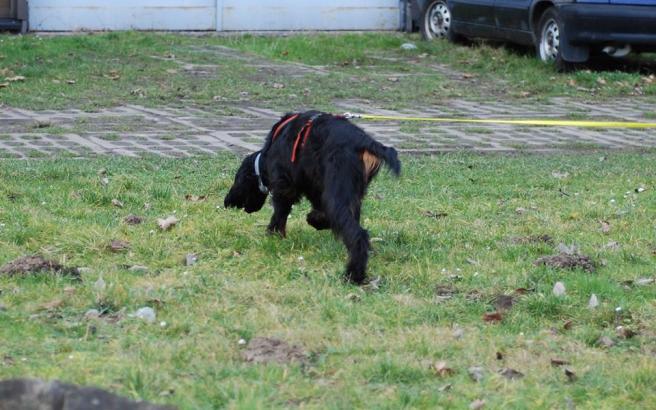 598545_1089572571075266_5035492075962911385_n