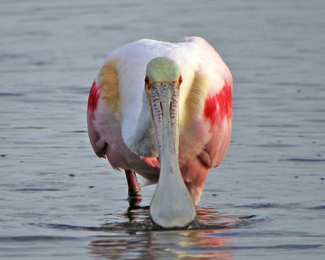 Roseate Spoonbill