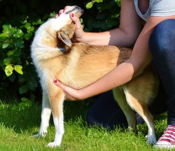 Norwegian-Lundehund-Neck